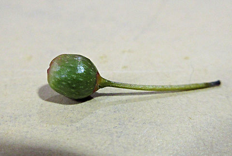 Olive Leaf Fig fruit with long stalk A fig fruit with a very long stalk which is unusual. The name comes from some of the forms which have leaves like olive plant leaves. This is the most common montane fig species in the mountains of Sabah. Growing as a short shrub or small epiphyte usually less than 1m tall. Fruits are smooth and hard.  Ficus oleifolia,Geotagged,Malaysia,Olive leaf fig,Summer