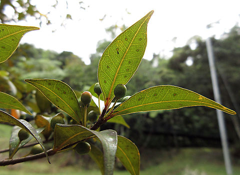 Olive Leaf Fig leaf patterns This is a unique form of the Olive Leaf Fig. This species is named some of the forms which have leaves like olive plant leaves. However, this form here has flat pointed leaves instead with intricate patterns. This is the most common montane fig species in the mountains of Sabah. Growing as a short shrub or small epiphyte usually less than 1m tall. Fruits are smooth and hard.  Ficus oleifolia,Geotagged,Malaysia,Olive leaf fig,Summer