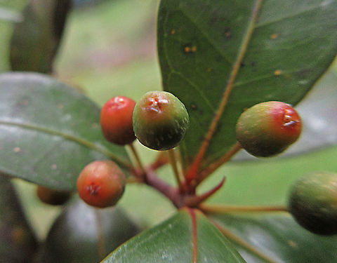 Olive Leaf Fig fruits Fruits pointing upwards with long stalk showing the ostiole opening where fig wasps enter. This is an incredibly variable species. The name comes from some of the forms which have leaves like olive plant leaves. This is the most common montane fig species in the mountains of Sabah. Growing as a short shrub or small epiphyte usually less than 1m tall. Fruits are smooth and hard.  Ficus oleifolia,Geotagged,Malaysia,Olive leaf fig,Summer