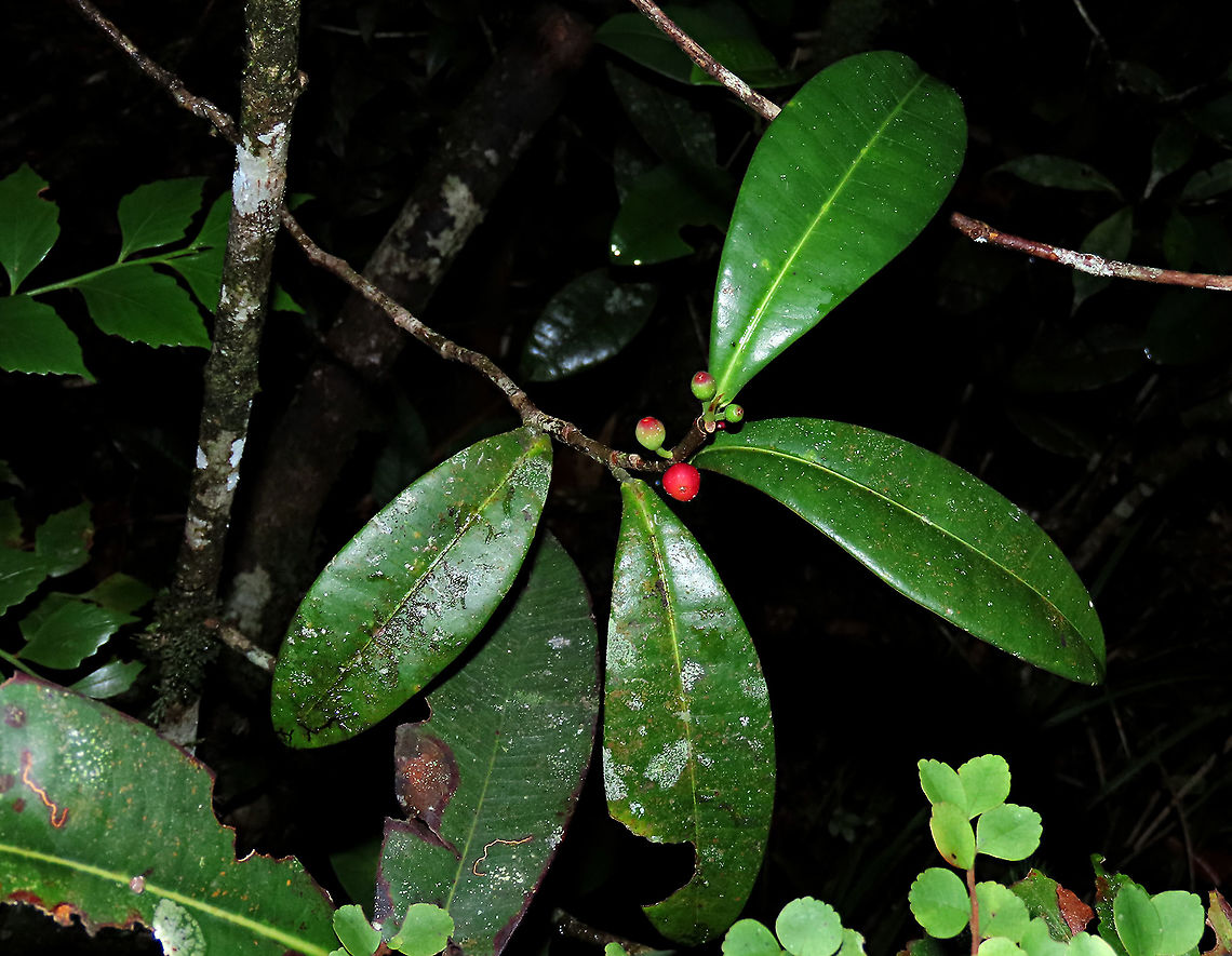 Olive Leaf Fig ripe fruit This looks more similar to the original described olive-leaf form. It is an incredibly variable species. This is the most common montane fig species in the mountains of Sabah. Growing as a short shrub or small epiphyte usually less than 1m tall. Fruits are smooth and hard.  Ficus oleifolia,Geotagged,Malaysia,Olive leaf fig,Summer