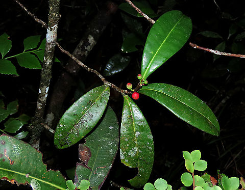 Olive Leaf Fig ripe fruit This looks more similar to the original described olive-leaf form. It is an incredibly variable species. This is the most common montane fig species in the mountains of Sabah. Growing as a short shrub or small epiphyte usually less than 1m tall. Fruits are smooth and hard.  Ficus oleifolia,Geotagged,Malaysia,Olive leaf fig,Summer