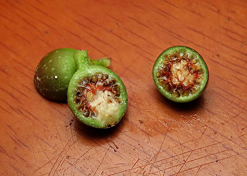 Olive Leaf Fig cross section The insides of a male fruit. The black round things are galls where fig wasps are cocooning inside waiting to hatch. This is a incredibly variable species. The name comes from some of the forms which have leaves like olive plant leaves. This is the most common montane fig species in the mountains of Sabah. Growing as a short shrub or small epiphyte usually less than 1m tall. Fruits are smooth and hard.  Ficus oleifolia,Geotagged,Malaysia,Olive leaf fig,Summer
