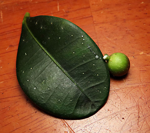 Olive Leaf Fig fruit & leaf Fruit with sap oozing out next to a thick rounded leaf of this strange form Olive Leaf Fig. This is a incredibly variable species. The name comes from some of the forms which have leaves like olive plant leaves. These is the most common montane fig species in the mountains of Sabah. Growing as a short shrub or small epiphyte usually less than 1m tall. Fruits are smooth and hard.  Ficus oleifolia,Geotagged,Malaysia,Olive leaf fig,Summer