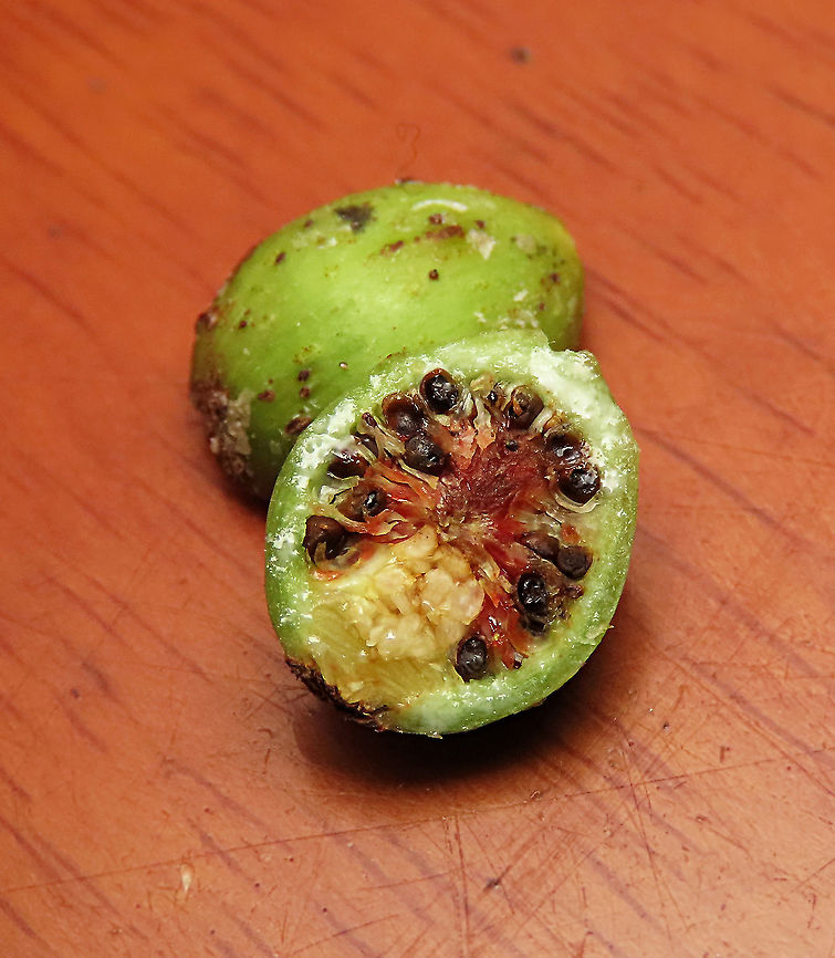 Olive Leaf Fig galls A male fig fruit cut open only to show black galls where fig wasps are cocooning inside waiting to hatch. This is a incredibly variable species. The name comes from some of the forms which have leaves like olive plant leaves. This is the most common montane fig species in the mountains of Sabah. Growing as a short shrub or small epiphyte usually less than 1m tall. Fruits are smooth and hard.  Ficus oleifolia,Geotagged,Malaysia,Olive leaf fig,Summer