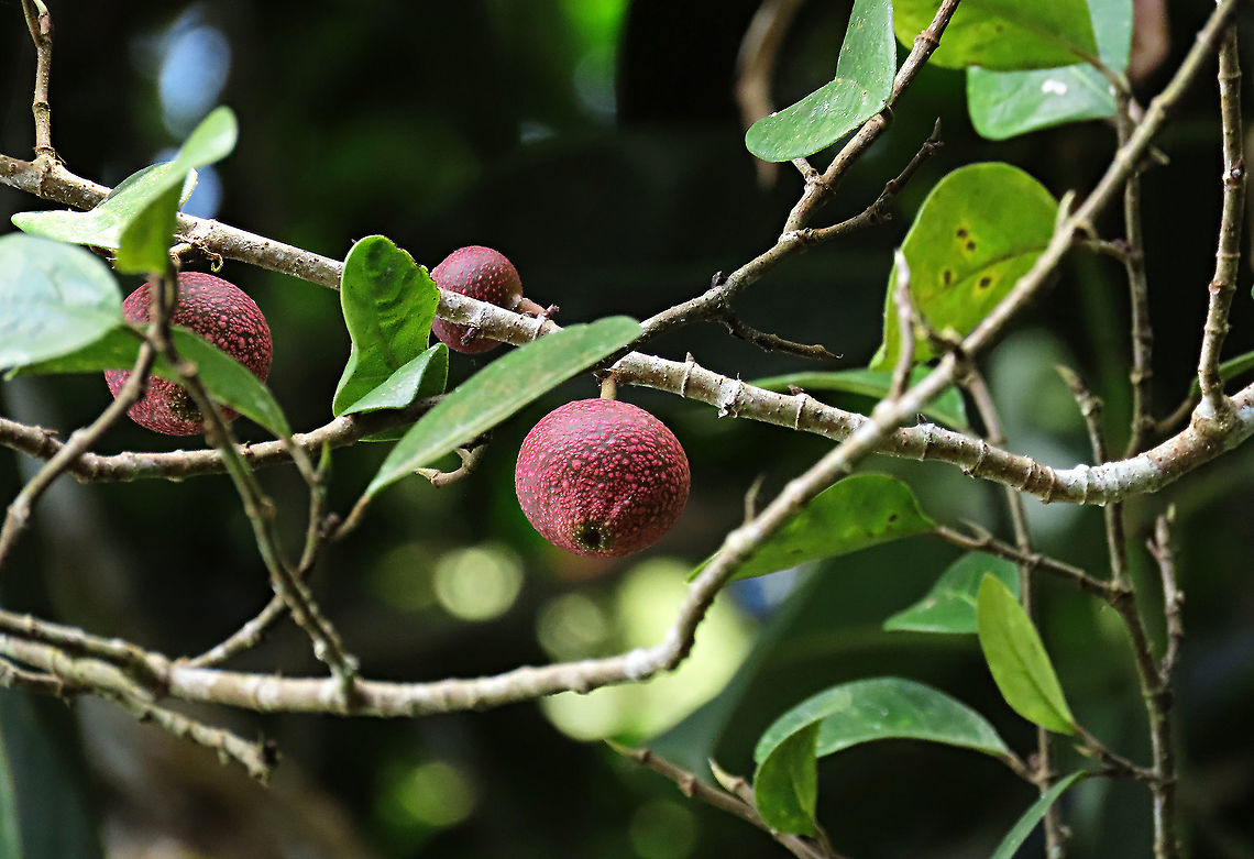 Rafflesia Fig fruiting The Rafflesia Fig with beautiful fruits coloured dark red and covered in pink spots. This root climbing epiphyte was fruiting about 7m high on the host tree. <br />
<br />
Since this species have no common name yet, I am calling it the Rafflesia Fig for its similar appearance and this species is also found on highlands where rafflesias are found too. Even in the rafflesia centre this fig can be seen. Borneo have over 150 wild fig species and my team (1StopBorneo Wildlife) is actively documenting the native figs and understanding its ecological role to aid our reforestation projects.<br />
 Ficus ruginerva,Geotagged,Malaysia,Rafflesia fig,Summer