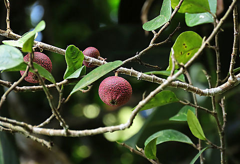 Rafflesia Fig fruiting The Rafflesia Fig with beautiful fruits coloured dark red and covered in pink spots. This root climbing epiphyte was fruiting about 7m high on the host tree. 

Since this species have no common name yet, I am calling it the Rafflesia Fig for its similar appearance and this species is also found on highlands where rafflesias are found too. Even in the rafflesia centre this fig can be seen. Borneo have over 150 wild fig species and my team (1StopBorneo Wildlife) is actively documenting the native figs and understanding its ecological role to aid our reforestation projects.
 Ficus ruginerva,Geotagged,Malaysia,Rafflesia fig,Summer