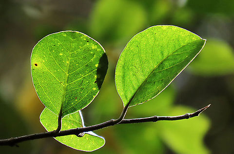 Rafflesia Fig leaves The rounded leaves of a Rafflesia Fig. This is a rare montane species. Fruits are beautiful coloured dark red and covered in pink spots. This fig is a root climbing epiphyte, which climbs up a host tree and fruits only when it is high enough. This one was fruiting about 7m high on the host tree. 

Since this species have no common name yet, I am calling it the Rafflesia Fig for its similar appearance and this species is also found on highlands where rafflesias are found too. Even in the rafflesia centre this fig can be seen. Borneo have over 150 wild fig species and my team (1StopBorneo Wildlife) is actively documenting the native figs and understanding its ecological role to aid our reforestation projects.



 Ficus ruginerva,Geotagged,Malaysia,Rafflesia fig,Summer