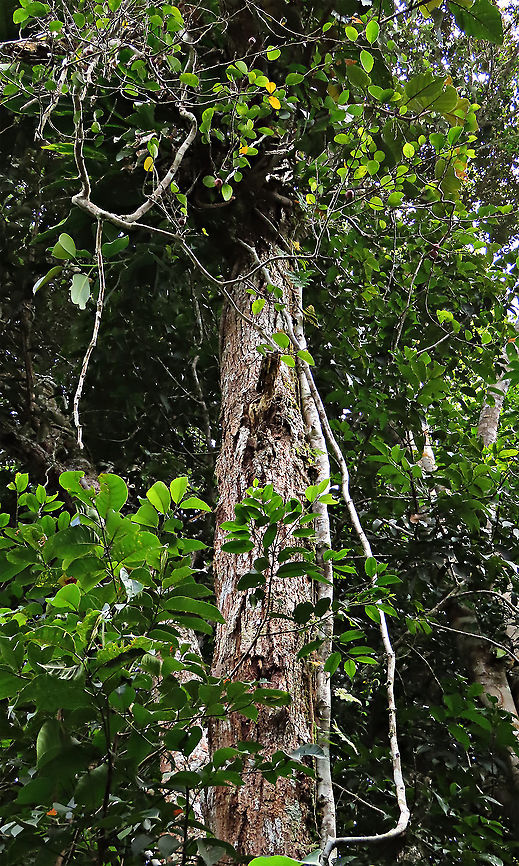 Rafflesia Fig root climber The Rafflesia Fig is a rare montane species. Fruits are beautiful coloured dark red and covered in pink spots. This fig is a root climbing epiphyte, which climbs up a host tree and fruits only when it is high enough. This one was fruiting about 7m high on the host tree. <br />
<br />
Since this species have no common name yet, I am calling it the Rafflesia Fig for its similar appearance and this species is also found on highlands where rafflesias are found too. Even in the rafflesia centre this fig can be seen. Borneo have over 150 wild fig species and my team (1StopBorneo Wildlife) is actively documenting the native figs and understanding its ecological role to aid our reforestation projects.<br />
 Ficus ruginerva,Geotagged,Malaysia,Rafflesia fig,Summer