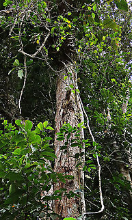Rafflesia Fig root climber The Rafflesia Fig is a rare montane species. Fruits are beautiful coloured dark red and covered in pink spots. This fig is a root climbing epiphyte, which climbs up a host tree and fruits only when it is high enough. This one was fruiting about 7m high on the host tree. 

Since this species have no common name yet, I am calling it the Rafflesia Fig for its similar appearance and this species is also found on highlands where rafflesias are found too. Even in the rafflesia centre this fig can be seen. Borneo have over 150 wild fig species and my team (1StopBorneo Wildlife) is actively documenting the native figs and understanding its ecological role to aid our reforestation projects.
 Ficus ruginerva,Geotagged,Malaysia,Rafflesia fig,Summer