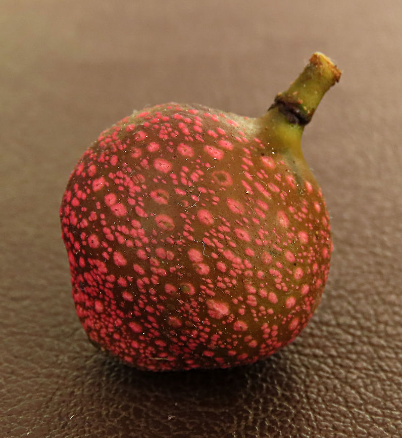 Rafflesia Fig fruit spots The fruit of the rare Rafflesia Fig. This fig is a montane species of root climbing epiphyte, which climbs up a host tree and fruits only when it is high enough. This one was fruiting about 7m high on the host tree. <br />
<br />
Since this species have no common name yet, I am calling it the Rafflesia Fig for its similar appearance and this species is also found on highlands where rafflesias are found too. Even in the rafflesia centre this fig can be seen. Borneo have over 150 wild fig species and my team (1StopBorneo Wildlife) is actively documenting the native figs and understanding its ecological role to aid our reforestation projects.<br />
 Ficus ruginerva,Geotagged,Malaysia,Rafflesia fig,Summer