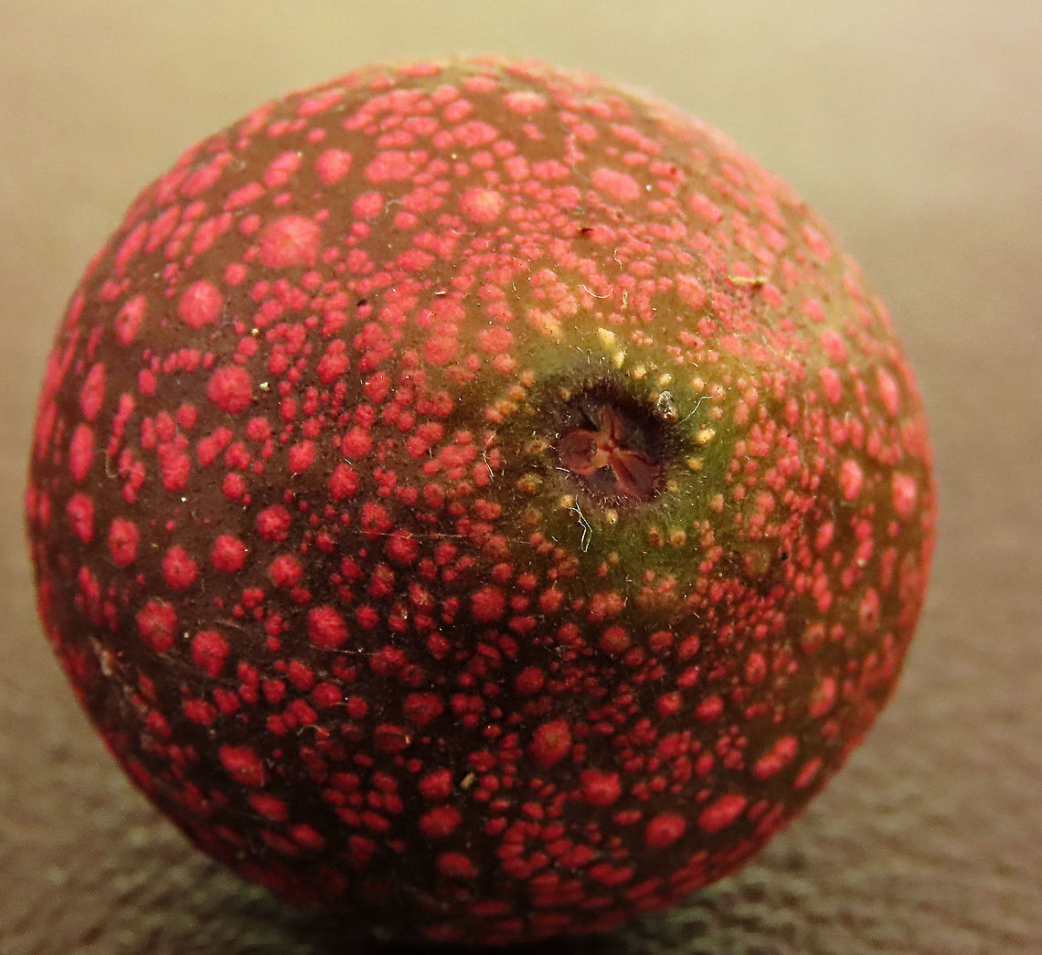 Rafflesia Fig ostiole opening The fruit of the rare Rafflesia Fig showing its ostiole, the little hole opening where fig wasps enter to pollinate the inner flowers. This fig is a root climbing epiphyte, which climbs up a host tree and fruits only when it is high enough. This one was fruiting about 7m high on the host tree. <br />
<br />
Since this species have no common name yet, I am calling it the Rafflesia Fig for its similar appearance and this species is also found on highlands where rafflesias are found too. Even in the rafflesia centre this fig can be seen. Borneo have over 150 wild fig species and my team (1StopBorneo Wildlife) is actively documenting the native figs and understanding its ecological role to aid our reforestation projects.<br />
 Ficus ruginerva,Geotagged,Malaysia,Rafflesia fig,Summer