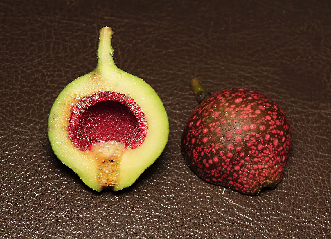 Rafflesia Fig fruit The fruit of the Rafflesia Fig cult open to reveal the pink flowers inside. Fig wasps crawl into the fruit from the ostiole opening at the bottom to pollinate these inner flowers. You can actually see the two tiny black spots at lower part of the fruit in this photo which are the fig wasps that got stuck and died without making into the fruit. This fig is a montane species of root climbing epiphyte, which climbs up a host tree and fruits only when it is high enough. This one was fruiting about 7m high on the host tree. <br />
<br />
Since this species have no common name yet, I am calling it the Rafflesia Fig for its similar appearance and this species is also found on highlands where rafflesias are found too. Even in the rafflesia centre this fig can be seen. Borneo have over 150 wild fig species and my team (1StopBorneo Wildlife) is actively documenting the native figs and understanding its ecological role to aid our reforestation projects.<br />
 Ficus ruginerva,Geotagged,Malaysia,Rafflesia fig,Summer