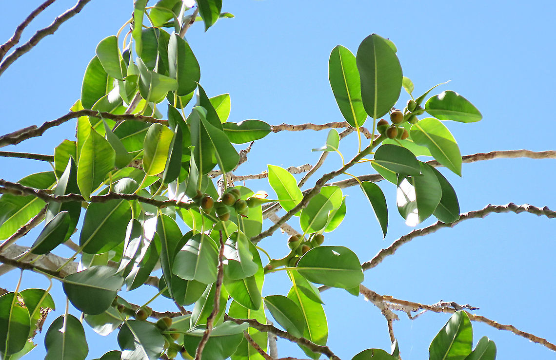Acorn Fig fruiting The Acorn Fig (Ficus glandifera) is a unique fig where the fruits look more like acorns than figs. This fig is a rare island species and only found in a couple of small islands in Borneo. It is still a mystery why this species are so limited in distribution. This fig is a hemiepiphyte which strangles host tree with loots of roots. Fruits turn dark red when ripe. Leaves are very broad and smooth. Ficus GLANDIFERA can be easily misidentified as a similar named species - Ficus GLANDULIFERA. <br />
<br />
There are more than 150 species of wild figs on Borneo and this is definitely one of the coolest species my team has found. As expected of a rare species, it is very beautiful and unique. My team (1StopBorneo Wildlife) aims to look for amazing wildlife species which have great importance to the ecosystem. We have to understand our native wildlife better in order to conserve them properly. Acorn Fig,Ficus glandifera,Geotagged,Malaysia,Summer