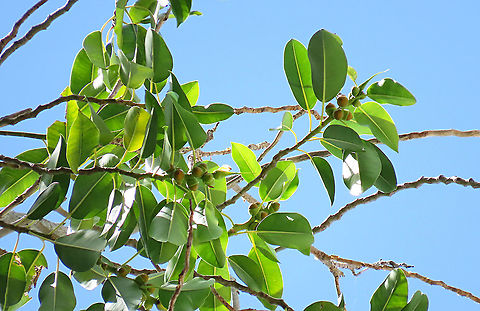 Acorn Fig fruiting The Acorn Fig (Ficus glandifera) is a unique fig where the fruits look more like acorns than figs. This fig is a rare island species and only found in a couple of small islands in Borneo. It is still a mystery why this species are so limited in distribution. This fig is a hemiepiphyte which strangles host tree with loots of roots. Fruits turn dark red when ripe. Leaves are very broad and smooth. Ficus GLANDIFERA can be easily misidentified as a similar named species - Ficus GLANDULIFERA. 

There are more than 150 species of wild figs on Borneo and this is definitely one of the coolest species my team has found. As expected of a rare species, it is very beautiful and unique. My team (1StopBorneo Wildlife) aims to look for amazing wildlife species which have great importance to the ecosystem. We have to understand our native wildlife better in order to conserve them properly. Acorn Fig,Ficus glandifera,Geotagged,Malaysia,Summer