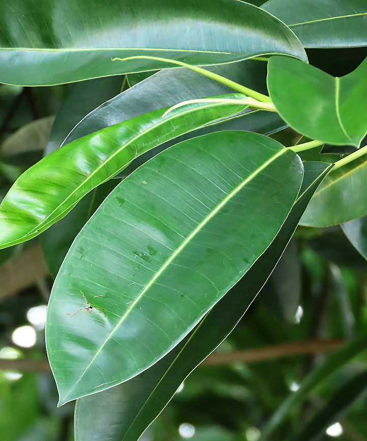 Acorn Fig leaf Leaves of this species are very broad and smooth. The Acorn Fig (Ficus glandifera) is a unique fig where the fruits look more like acorns than figs. This fig is a rare island species and only found in a couple of small islands in Borneo. It is still a mystery why this species are so limited in distribution. This fig is a hemiepiphyte which strangles host tree with loots of roots. Fruits turn dark red when ripe. . Ficus GLANDIFERA can be easily misidentified as a similar named species - Ficus GLANDULIFERA. <br />
<br />
There are more than 150 species of wild figs on Borneo and this is definitely one of the coolest species my team has found. As expected of a rare species, it is very beautiful and unique. My team (1StopBorneo Wildlife) aims to look for amazing wildlife species which have great importance to the ecosystem. We have to understand our native wildlife better in order to conserve them properly. Acorn Fig,Ficus glandifera,Geotagged,Malaysia,Summer
