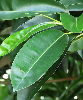 Acorn Fig leaf Leaves of this species are very broad and smooth. The Acorn Fig (Ficus glandifera) is a unique fig where the fruits look more like acorns than figs. This fig is a rare island species and only found in a couple of small islands in Borneo. It is still a mystery why this species are so limited in distribution. This fig is a hemiepiphyte which strangles host tree with loots of roots. Fruits turn dark red when ripe. . Ficus GLANDIFERA can be easily misidentified as a similar named species - Ficus GLANDULIFERA. 

There are more than 150 species of wild figs on Borneo and this is definitely one of the coolest species my team has found. As expected of a rare species, it is very beautiful and unique. My team (1StopBorneo Wildlife) aims to look for amazing wildlife species which have great importance to the ecosystem. We have to understand our native wildlife better in order to conserve them properly. Acorn Fig,Ficus glandifera,Geotagged,Malaysia,Summer