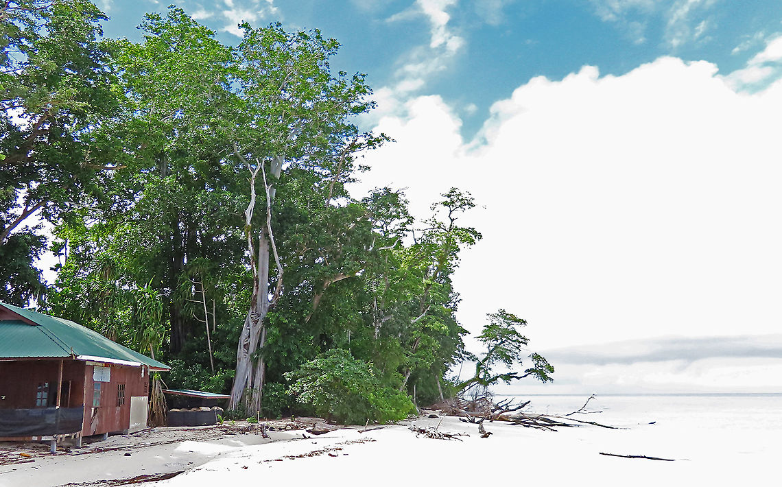 Acorn Fig tree by the beach Beach view showing the fig tree on the left at the edge of the forest. The Acorn Fig (Ficus glandifera) is a unique fig where the fruits look more like acorns than figs. This fig is a rare island species and only found in a couple of small islands in Borneo. It is still a mystery why this species are so limited in distribution. This fig is a hemiepiphyte which strangles host tree with loots of roots. Fruits turn dark red when ripe. Leaves are very broad and smooth. Ficus GLANDIFERA can be easily misidentified as a similar named species - Ficus GLANDULIFERA. <br />
<br />
There are more than 150 species of wild figs on Borneo and this is definitely one of the coolest species my team has found. As expected of a rare species, it is very beautiful and unique. My team (1StopBorneo Wildlife) aims to look for amazing wildlife species which have great importance to the ecosystem. We have to understand our native wildlife better in order to conserve them properly. Acorn Fig,Ficus glandifera,Geotagged,Malaysia,Summer