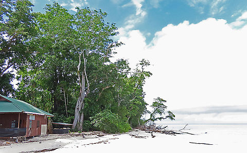 Acorn Fig tree by the beach Beach view showing the fig tree on the left at the edge of the forest. The Acorn Fig (Ficus glandifera) is a unique fig where the fruits look more like acorns than figs. This fig is a rare island species and only found in a couple of small islands in Borneo. It is still a mystery why this species are so limited in distribution. This fig is a hemiepiphyte which strangles host tree with loots of roots. Fruits turn dark red when ripe. Leaves are very broad and smooth. Ficus GLANDIFERA can be easily misidentified as a similar named species - Ficus GLANDULIFERA. 

There are more than 150 species of wild figs on Borneo and this is definitely one of the coolest species my team has found. As expected of a rare species, it is very beautiful and unique. My team (1StopBorneo Wildlife) aims to look for amazing wildlife species which have great importance to the ecosystem. We have to understand our native wildlife better in order to conserve them properly. Acorn Fig,Ficus glandifera,Geotagged,Malaysia,Summer