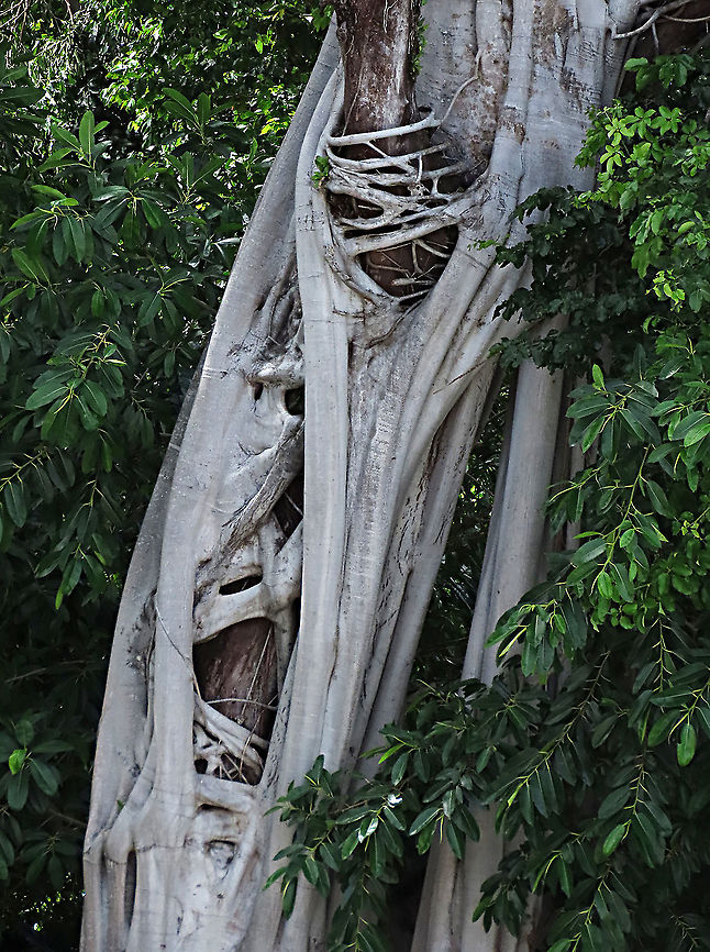 Acorn Fig strangling a tree Whitish roots of the fig tree growing around a host tree. The Acorn Fig (Ficus glandifera) is a unique fig where the fruits look more like acorns than figs. This fig is a rare island species and only found in a couple of small islands in Borneo. It is still a mystery why this species are so limited in distribution. This fig is a hemiepiphyte which strangles host tree with loots of roots. Fruits turn dark red when ripe. Leaves are very broad and smooth. Ficus GLANDIFERA can be easily misidentified as a similar named species - Ficus GLANDULIFERA. <br />
<br />
There are more than 150 species of wild figs on Borneo and this is definitely one of the coolest species my team has found. As expected of a rare species, it is very beautiful and unique. My team (1StopBorneo Wildlife) aims to look for amazing wildlife species which have great importance to the ecosystem. We have to understand our native wildlife better in order to conserve them properly. Acorn Fig,Ficus glandifera,Geotagged,Malaysia,Summer