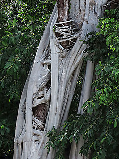 Acorn Fig strangling a tree Whitish roots of the fig tree growing around a host tree. The Acorn Fig (Ficus glandifera) is a unique fig where the fruits look more like acorns than figs. This fig is a rare island species and only found in a couple of small islands in Borneo. It is still a mystery why this species are so limited in distribution. This fig is a hemiepiphyte which strangles host tree with loots of roots. Fruits turn dark red when ripe. Leaves are very broad and smooth. Ficus GLANDIFERA can be easily misidentified as a similar named species - Ficus GLANDULIFERA. 

There are more than 150 species of wild figs on Borneo and this is definitely one of the coolest species my team has found. As expected of a rare species, it is very beautiful and unique. My team (1StopBorneo Wildlife) aims to look for amazing wildlife species which have great importance to the ecosystem. We have to understand our native wildlife better in order to conserve them properly. Acorn Fig,Ficus glandifera,Geotagged,Malaysia,Summer