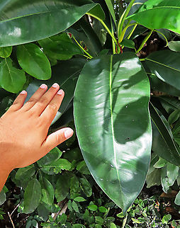 Acorn Fig large young leaf The leaf of a young fig plant, extra large in size to get more sunlight. The Acorn Fig (Ficus glandifera) is a unique fig where the fruits look more like acorns than figs. This fig is a rare island species and only found in a couple of small islands in Borneo. It is still a mystery why this species are so limited in distribution. This fig is a hemiepiphyte which strangles host tree with loots of roots. Fruits turn dark red when ripe. Leaves are very broad and smooth. Ficus GLANDIFERA can be easily misidentified as a similar named species - Ficus GLANDULIFERA. 

There are more than 150 species of wild figs on Borneo and this is definitely one of the coolest species my team has found. As expected of a rare species, it is very beautiful and unique. My team (1StopBorneo Wildlife) aims to look for amazing wildlife species which have great importance to the ecosystem. We have to understand our native wildlife better in order to conserve them properly. Acorn Fig,Ficus glandifera,Geotagged,Malaysia,Summer