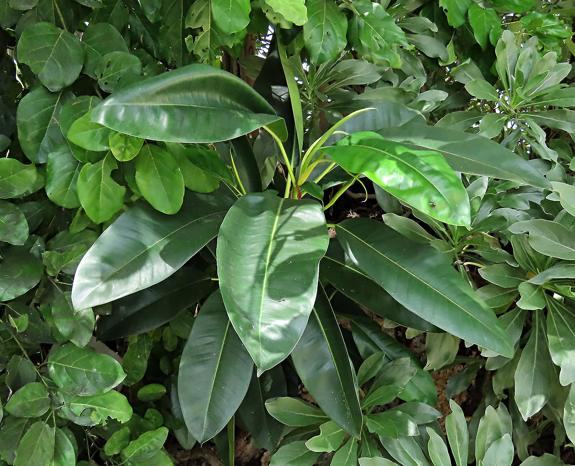 Acorn Fig young plant A young fig plant growing out of the bush. The Acorn Fig (Ficus glandifera) is a unique fig where the fruits look more like acorns than figs. This fig is a rare island species and only found in a couple of small islands in Borneo. It is still a mystery why this species are so limited in distribution. This fig is a hemiepiphyte which strangles host tree with loots of roots. Fruits turn dark red when ripe. Leaves are very broad and smooth. Ficus GLANDIFERA can be easily misidentified as a similar named species - Ficus GLANDULIFERA. <br />
<br />
There are more than 150 species of wild figs on Borneo and this is definitely one of the coolest species my team has found. As expected of a rare species, it is very beautiful and unique. My team (1StopBorneo Wildlife) aims to look for amazing wildlife species which have great importance to the ecosystem. We have to understand our native wildlife better in order to conserve them properly. Acorn Fig,Ficus glandifera,Geotagged,Malaysia,Summer