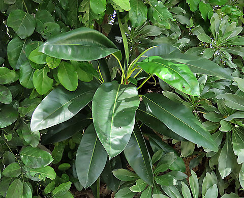 Acorn Fig young plant A young fig plant growing out of the bush. The Acorn Fig (Ficus glandifera) is a unique fig where the fruits look more like acorns than figs. This fig is a rare island species and only found in a couple of small islands in Borneo. It is still a mystery why this species are so limited in distribution. This fig is a hemiepiphyte which strangles host tree with loots of roots. Fruits turn dark red when ripe. Leaves are very broad and smooth. Ficus GLANDIFERA can be easily misidentified as a similar named species - Ficus GLANDULIFERA. 

There are more than 150 species of wild figs on Borneo and this is definitely one of the coolest species my team has found. As expected of a rare species, it is very beautiful and unique. My team (1StopBorneo Wildlife) aims to look for amazing wildlife species which have great importance to the ecosystem. We have to understand our native wildlife better in order to conserve them properly. Acorn Fig,Ficus glandifera,Geotagged,Malaysia,Summer