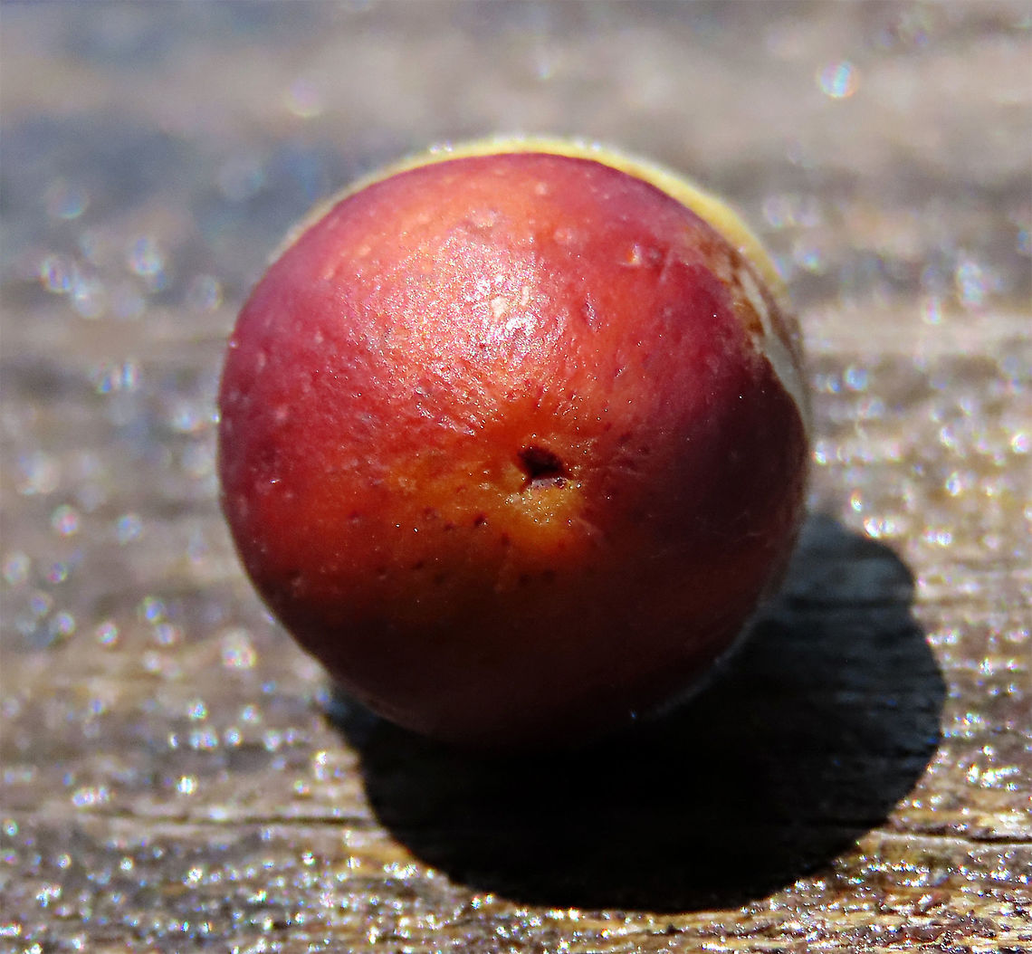 Acorn Fig ostiole opening The ostiole opening of the fig fruit where fig wasps enter to pollinate the flowers inside. The Acorn Fig (Ficus glandifera) is a unique fig where the fruits look more like acorns than figs. This fig is a rare island species and only found in a couple of small islands in Borneo. It is still a mystery why this species are so limited in distribution. This fig is a hemiepiphyte which strangles host tree with loots of roots. Fruits turn dark red when ripe. Leaves are very broad and smooth. Ficus GLANDIFERA can be easily misidentified as a similar named species - Ficus GLANDULIFERA. <br />
<br />
There are more than 150 species of wild figs on Borneo and this is definitely one of the coolest species my team has found. As expected of a rare species, it is very beautiful and unique. My team (1StopBorneo Wildlife) aims to look for amazing wildlife species which have great importance to the ecosystem. We have to understand our native wildlife better in order to conserve them properly. Acorn Fig,Ficus glandifera,Geotagged,Malaysia,Summer