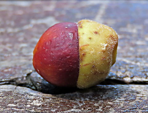 Acorn Fig acorn-like fruit The Acorn Fig (Ficus glandifera) is a unique fig where the fruit looks more like an acorn than a fig. This fig is a rare island species and only found in a couple of small islands in Borneo. It is still a mystery why this species are so limited in distribution. This fig is a hemiepiphyte which strangles host tree with loots of roots. Fruits turn dark red when ripe. Leaves are very broad and smooth. Ficus GLANDIFERA can be easily misidentified as a similar named species - Ficus GLANDULIFERA. 

There are more than 150 species of wild figs on Borneo and this is definitely one of the coolest species my team has found. As expected of a rare species, it is very beautiful and unique. My team (1StopBorneo Wildlife) aims to look for amazing wildlife species which have great importance to the ecosystem. We have to understand our native wildlife better in order to conserve them properly. Acorn Fig,Ficus glandifera,Geotagged,Malaysia,Summer