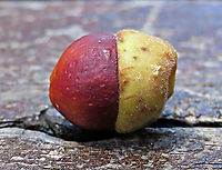 Acorn Fig acorn-like fruit The Acorn Fig (Ficus glandifera) is a unique fig where the fruit looks more like an acorn than a fig. This fig is a rare island species and only found in a couple of small islands in Borneo. It is still a mystery why this species are so limited in distribution. This fig is a hemiepiphyte which strangles host tree with loots of roots. Fruits turn dark red when ripe. Leaves are very broad and smooth. Ficus GLANDIFERA can be easily misidentified as a similar named species - Ficus GLANDULIFERA. <br />
<br />
There are more than 150 species of wild figs on Borneo and this is definitely one of the coolest species my team has found. As expected of a rare species, it is very beautiful and unique. My team (1StopBorneo Wildlife) aims to look for amazing wildlife species which have great importance to the ecosystem. We have to understand our native wildlife better in order to conserve them properly. Acorn Fig,Ficus glandifera,Geotagged,Malaysia,Summer