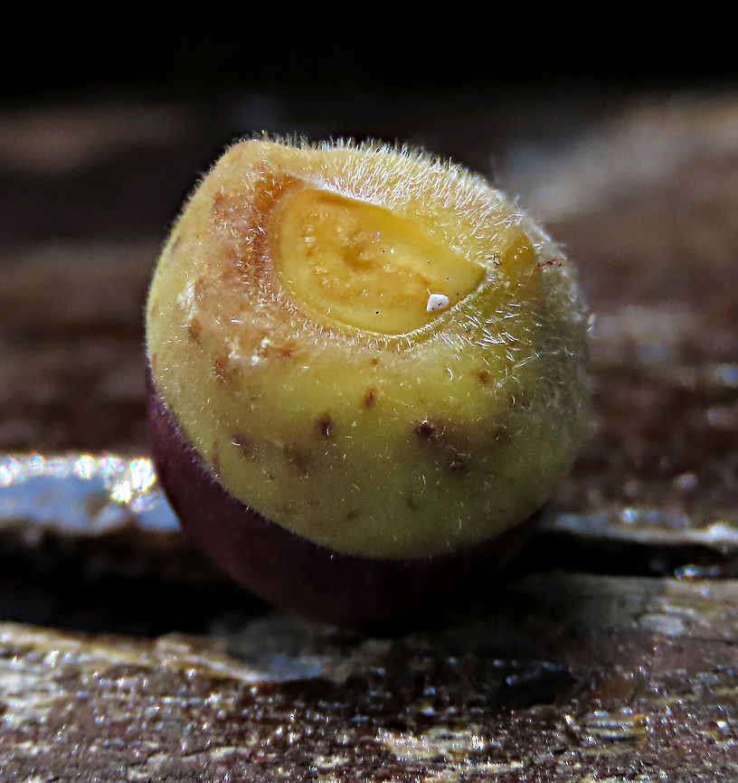 Acorn Fig rounded cap Hairy rounded cap (calyx) of the acorn fig fruit. The Acorn Fig (Ficus glandifera) is a unique fig where the fruits look more like acorns than figs. This fig is a rare island species and only found in a couple of small islands in Borneo. It is still a mystery why this species are so limited in distribution. This fig is a hemiepiphyte which strangles host tree with loots of roots. Fruits turn dark red when ripe. Leaves are very broad and smooth. Ficus GLANDIFERA can be easily misidentified as a similar named species - Ficus GLANDULIFERA. <br />
<br />
There are more than 150 species of wild figs on Borneo and this is definitely one of the coolest species my team has found. As expected of a rare species, it is very beautiful and unique. My team (1StopBorneo Wildlife) aims to look for amazing wildlife species which have great importance to the ecosystem. We have to understand our native wildlife better in order to conserve them properly. Acorn Fig,Ficus glandifera,Geotagged,Malaysia,Summer