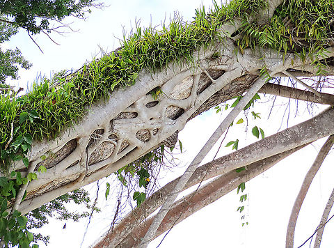 Acorn Fig on a host tree This fig is a hemiepiphyte which strangles host tree with loots of roots. The host tree in this photo is a Ketapang tree (Terminalia catappa). The Acorn Fig (Ficus glandifera) is a unique fig where the fruits look more like acorns than figs. This fig is a rare island species and only found in a couple of small islands in Borneo. It is still a mystery why this species are so limited in distribution. Fruits turn dark red when ripe. Leaves are very broad and smooth. Ficus GLANDIFERA can be easily misidentified as a similar named species - Ficus GLANDULIFERA. 

There are more than 150 species of wild figs on Borneo and this is definitely one of the coolest species my team has found. As expected of a rare species, it is very beautiful and unique. My team (1StopBorneo Wildlife) aims to look for amazing wildlife species which have great importance to the ecosystem. We have to understand our native wildlife better in order to conserve them properly. Acorn Fig,Ficus glandifera,Geotagged,Malaysia,Summer