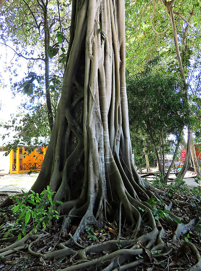 Acorn Fig strangling roots This fig is a hemiepiphyte which strangles host tree with loots of roots. This host tree is a Ipil Ipil tree (Intsia bijuga) which is still living. It seems like it has the fig plant growing on it for many decades. The Acorn Fig (Ficus glandifera) is a unique fig where the fruits look more like acorns than figs. This fig is a rare island species and only found in a couple of small islands in Borneo. It is still a mystery why this species are so limited in distribution. Fruits turn dark red when ripe. Leaves are very broad and smooth. Ficus GLANDIFERA can be easily misidentified as a similar named species - Ficus GLANDULIFERA. <br />
<br />
There are more than 150 species of wild figs on Borneo and this is definitely one of the coolest species my team has found. As expected of a rare species, it is very beautiful and unique. My team (1StopBorneo Wildlife) aims to look for amazing wildlife species which have great importance to the ecosystem. We have to understand our native wildlife better in order to conserve them properly. Acorn Fig,Ficus glandifera,Geotagged,Malaysia,Summer