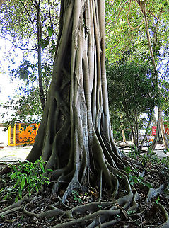Acorn Fig strangling roots This fig is a hemiepiphyte which strangles host tree with loots of roots. This host tree is a Ipil Ipil tree (Intsia bijuga) which is still living. It seems like it has the fig plant growing on it for many decades. The Acorn Fig (Ficus glandifera) is a unique fig where the fruits look more like acorns than figs. This fig is a rare island species and only found in a couple of small islands in Borneo. It is still a mystery why this species are so limited in distribution. Fruits turn dark red when ripe. Leaves are very broad and smooth. Ficus GLANDIFERA can be easily misidentified as a similar named species - Ficus GLANDULIFERA. 

There are more than 150 species of wild figs on Borneo and this is definitely one of the coolest species my team has found. As expected of a rare species, it is very beautiful and unique. My team (1StopBorneo Wildlife) aims to look for amazing wildlife species which have great importance to the ecosystem. We have to understand our native wildlife better in order to conserve them properly. Acorn Fig,Ficus glandifera,Geotagged,Malaysia,Summer