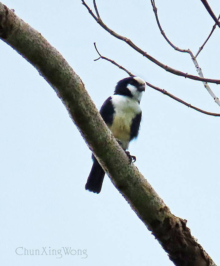 Bornean Falconet The Bornean Falconet a.k.a. White-fronted falconet is the world's smallest species among the birds of prey. It is endemic only to North Borneo. Of course another holder to this title is its cousin species, the Black-thighed Falconet which is found in Borneo as well. This was was just above us in the forest watching at us releasing a huge rescued reticulated python.<br />
<br />
 Fall,Geotagged,Malaysia,Microhierax latifrons,White-fronted falconet