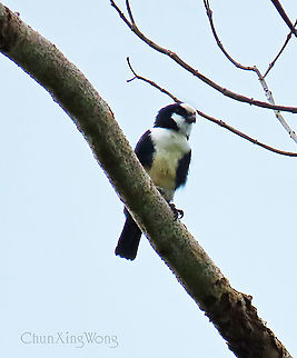 Bornean Falconet The Bornean Falconet a.k.a. White-fronted falconet is the world's smallest species among the birds of prey. It is endemic only to North Borneo. Of course another holder to this title is its cousin species, the Black-thighed Falconet which is found in Borneo as well. This was was just above us in the forest watching at us releasing a huge rescued reticulated python.

 Fall,Geotagged,Malaysia,Microhierax latifrons,White-fronted falconet