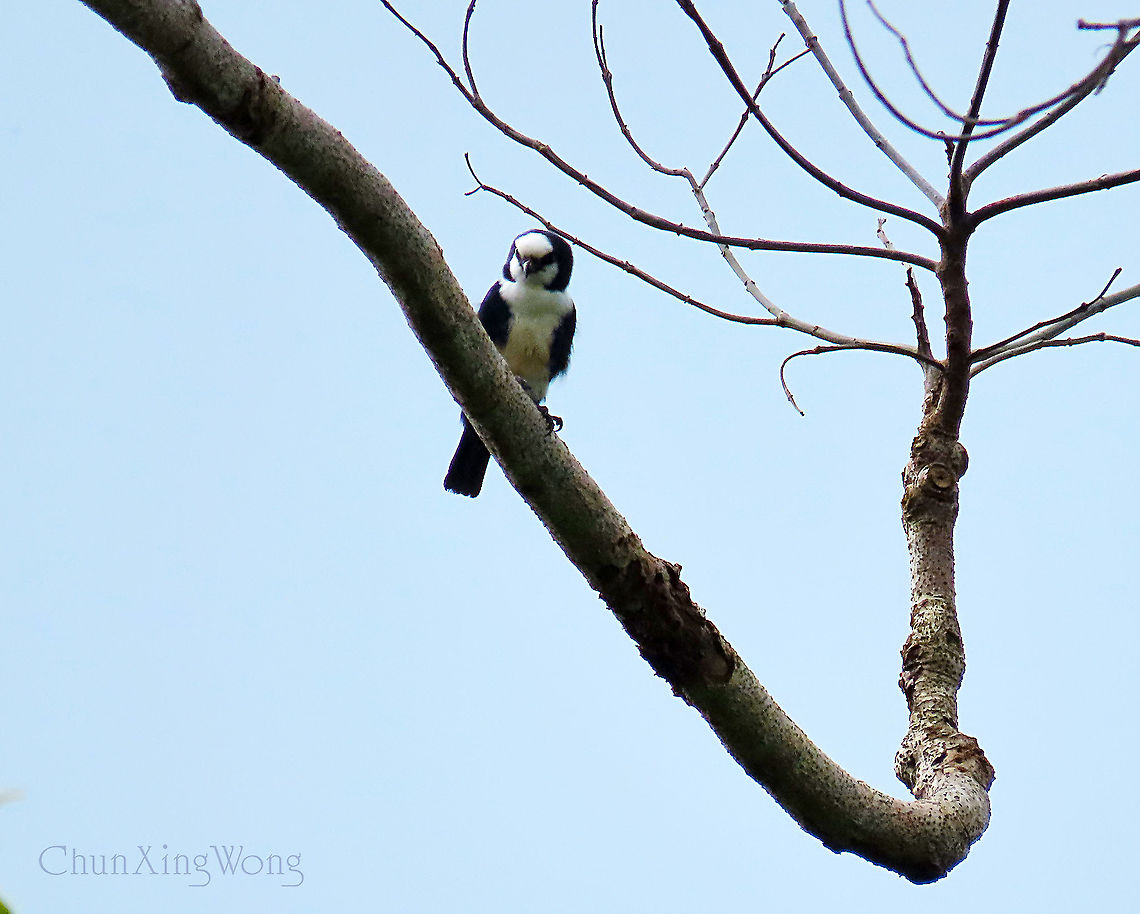 World's Smallest Bird-of-Prey The Bornean Falconet a.k.a. White-fronted falconet is the world&#039;s smallest species among the birds of prey. It is endemic only to North Borneo. Of course another holder to this title is its cousin species, the Black-thighed Falconet which is found in Borneo as well. This was was just above us in the forest watching at us releasing a huge rescued reticulated python.<br />
<br />
 Fall,Geotagged,Malaysia,Microhierax latifrons,White-fronted falconet