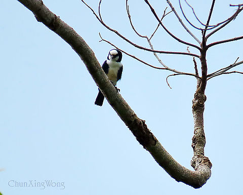 World's Smallest Bird-of-Prey The Bornean Falconet a.k.a. White-fronted falconet is the world's smallest species among the birds of prey. It is endemic only to North Borneo. Of course another holder to this title is its cousin species, the Black-thighed Falconet which is found in Borneo as well. This was was just above us in the forest watching at us releasing a huge rescued reticulated python.

 Fall,Geotagged,Malaysia,Microhierax latifrons,White-fronted falconet