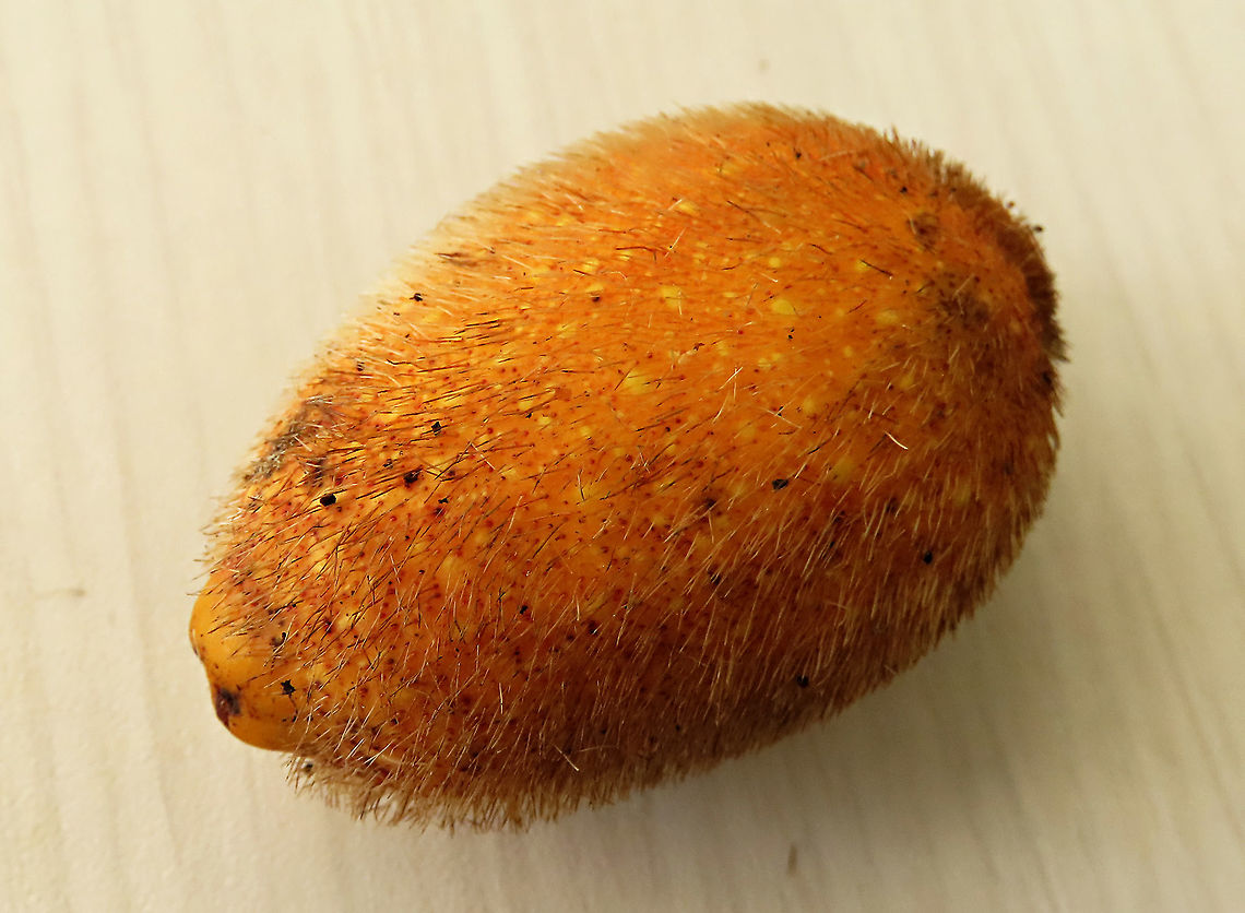 Spiky Fig Ficus Cucurbitina, the Spiky Fig, is definitely the world&#039;s spikiest fig. Many fig fruits are hairy but none has evolved to have really rigid and sharp hairs like this fig. These sharp hairs are strong and sharp enough to pierce a human skin. Probably evolved this way to prevent primates from eating it and only birds with hard beaks can feed and disperse it. Fruits ripen light yellow - orange - dark red - maroonish black. These fruits high up in the canopy where the fig tree grows on another host tree. These fruits were growing about 20m high. We were lucky to find it at its fruiting apex, and after several days, the fruit numbers have reduced greatly.<br />
<br />
Watching this fig tree is one of the best experience for my team (1StopBorneo Wildlife). We are trying to find out which is the most beneficial fig species for wildlife and this fig is definitely one of the best. Lots of animals visited it in both day and night. There are always animals every time we visited the tree.<br />
 Ficus Cucurbitina,Geotagged,Malaysia,Summer