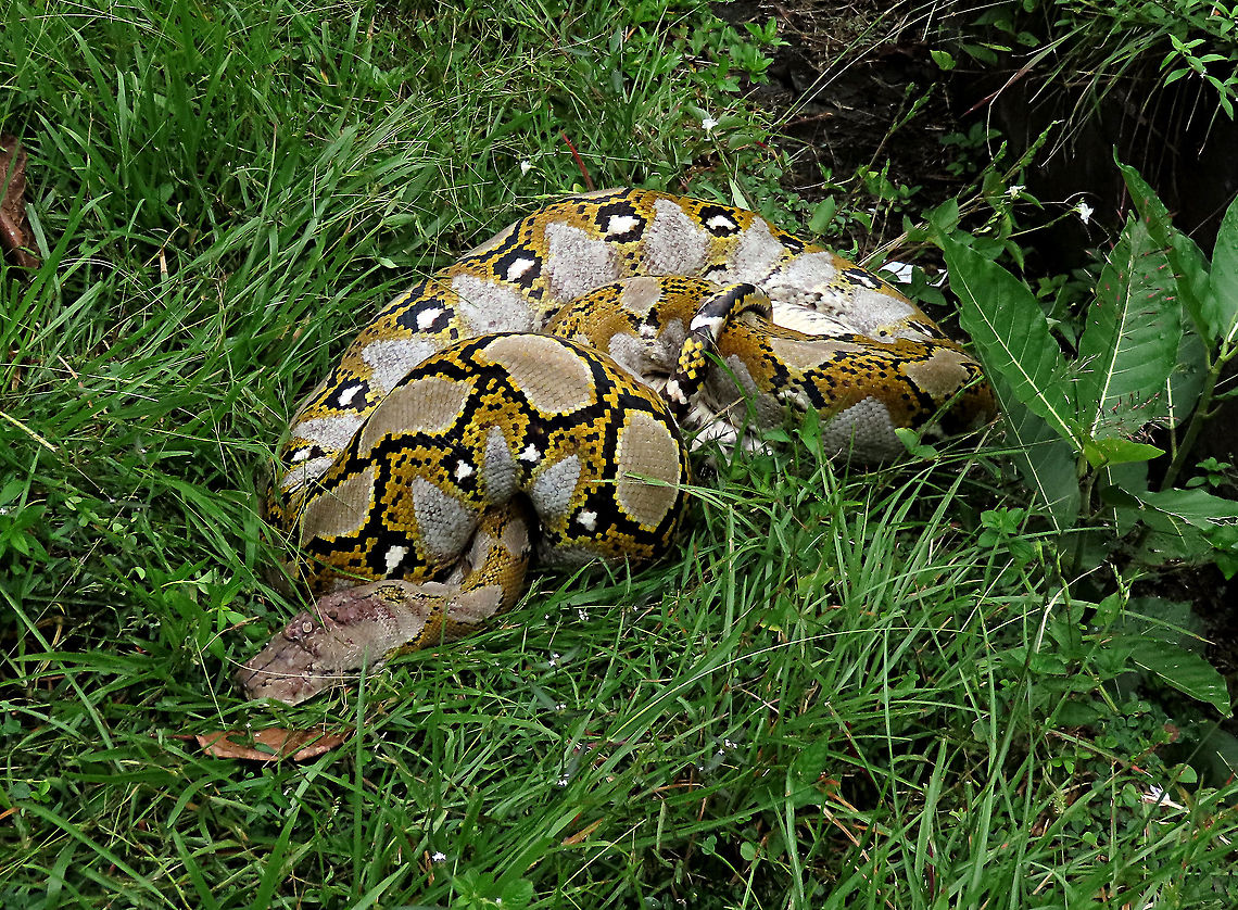 Rescued python Releasing this giant python rescued from someone&#039;s house. Quite old, about 3-4 meters long and 25-30kg.  Looks a bit wounded and weak at first, but recovered and moved into the forest after getting some sunlight and water. If you are wondering how to identify the size of a python in photos, check the eyes. The smaller the eyes you see on the python means that the snake is larger, because the eyes don&#039;t change size but rather the snake head grows, making the eyes look smaller in comparison. <br />
<br />
My NGO (1StopBorneo Wildlife) has done lots of wildlife rescues and this python is definitely one of the largest we have gotten! Fall,Geotagged,Malaysia,Python reticulatus,Reticulated python