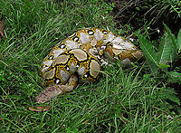 Rescued python Releasing this giant python rescued from someone's house. Quite old, about 3-4 meters long and 25-30kg.  Looks a bit wounded and weak at first, but recovered and moved into the forest after getting some sunlight and water. If you are wondering how to identify the size of a python in photos, check the eyes. The smaller the eyes you see on the python means that the snake is larger, because the eyes don't change size but rather the snake head grows, making the eyes look smaller in comparison. <br />
<br />
My NGO (1StopBorneo Wildlife) has done lots of wildlife rescues and this python is definitely one of the largest we have gotten! Fall,Geotagged,Malaysia,Python reticulatus,Reticulated python