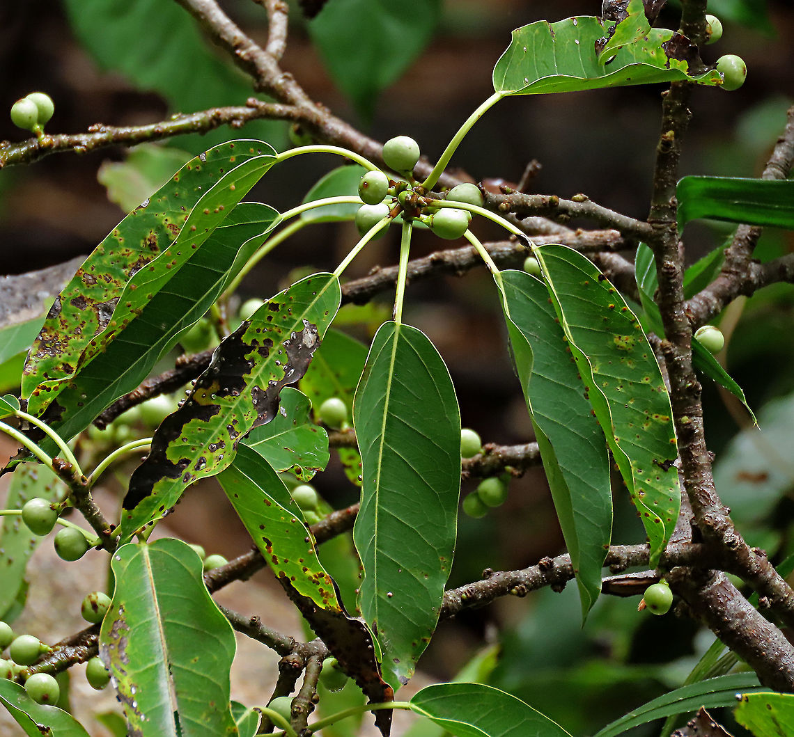 Evergreen White Fig This fig is a widespread species which are usually found at the coast and common on islands. It is a strangler in which grows as an hemiepiphyte on a host tree and slowly envelops it, thus "strangling" it. Fruits are small and have short peduncle. Fruit ripens green - white - pink - purple. Leaves stay green, even when dried, giving it the latin name "virens" which means green. In Thailand, the leaves are prepared as a delicacy.<br />
<br />
The common name for this species is "white fig" which is very confusing as the latin name means "green fig". So to solve this issue, I am calling it the "Evergreen White Fig" instead to include both Latin and English name. Ficus virens,Geotagged,Malaysia,Summer