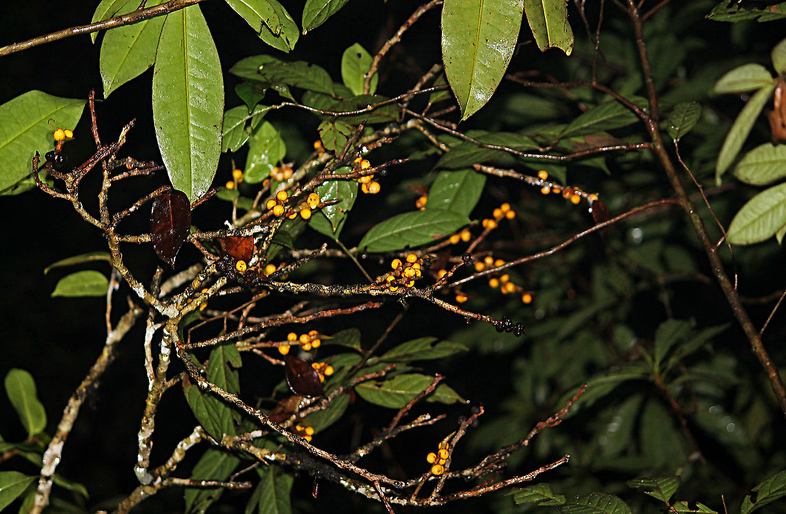 Yellow Pea Fig A shrub fig tree fruiting with lots of small yellow fruits. The latin name &quot;Ficus pisocarpa&quot; means pea fig fruit for its small rounded shape. Fruits are distinct with the vivid yellow colour and the protruding rim on the ostiole at the bottom of the fruits. Fall,Ficus pisocarpa,Geotagged,Malaysia