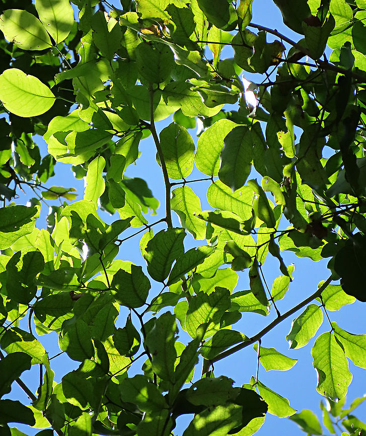 Ipil leaves A very widespread coastal legume tree. This one was growing on the beach. There are lots of usage for this tree making it sought by many people thus causing it to become vulnerable to extinction. Geotagged,Intsia bijuga,Malaysia,Summer