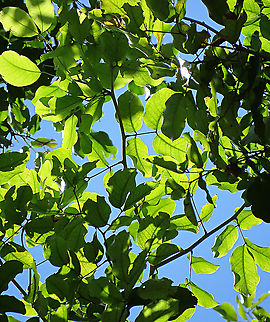 Ipil leaves A very widespread coastal legume tree. This one was growing on the beach. There are lots of usage for this tree making it sought by many people thus causing it to become vulnerable to extinction. Geotagged,Intsia bijuga,Malaysia,Summer