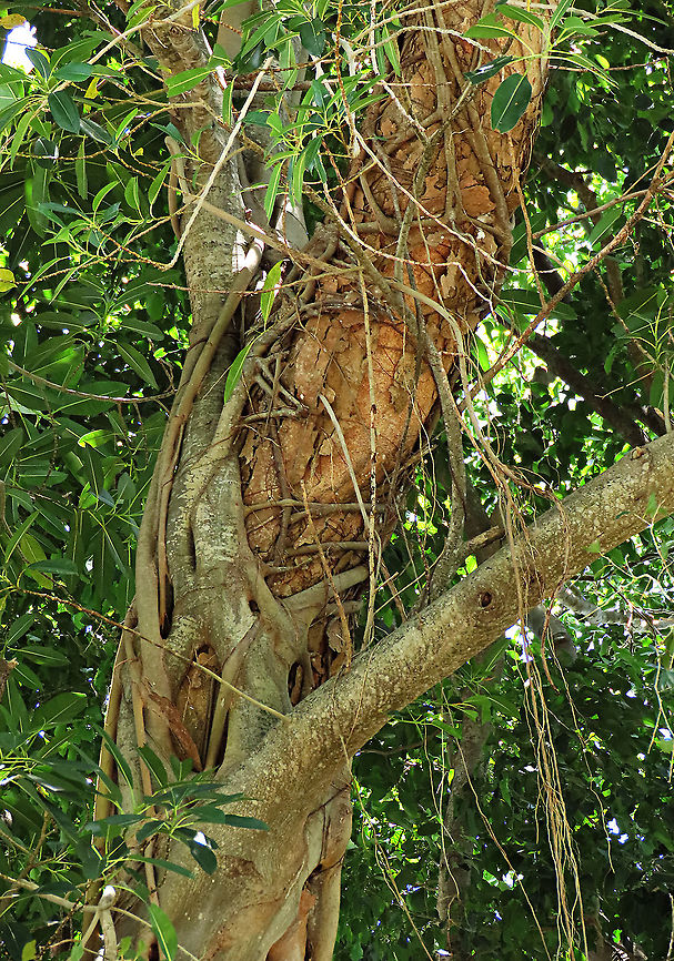 Ipil trunk being strangled This coastal legume tree is being strangled by the Acorn Fig (Ficus glandifera), another coastal species. This conflict between the Ipil tree and this epiphytic tree may be going on for many decades. It looks like both trees are still doing well, neither of them giving up easily. Geotagged,Intsia bijuga,Malaysia,Summer