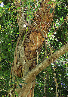 Ipil trunk being strangled This coastal legume tree is being strangled by the Acorn Fig (Ficus glandifera), another coastal species. This conflict between the Ipil tree and this epiphytic tree may be going on for many decades. It looks like both trees are still doing well, neither of them giving up easily. Geotagged,Intsia bijuga,Malaysia,Summer