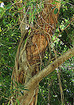 Ipil trunk being strangled This coastal legume tree is being strangled by the Acorn Fig (Ficus glandifera), another coastal species. This conflict between the Ipil tree and this epiphytic tree may be going on for many decades. It looks like both trees are still doing well, neither of them giving up easily. Geotagged,Intsia bijuga,Malaysia,Summer