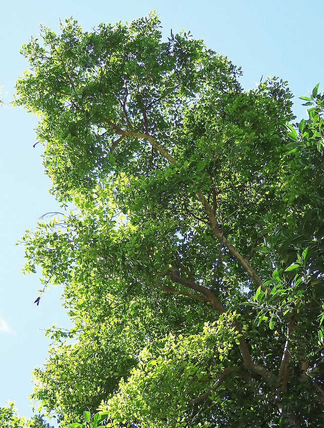 Ipil tree A very widespread coastal legume tree. This one was growing on the beach. There are lots of usage for this tree making it sought by many people thus causing it to become vulnerable to extinction. Geotagged,Intsia bijuga,Malaysia,Summer