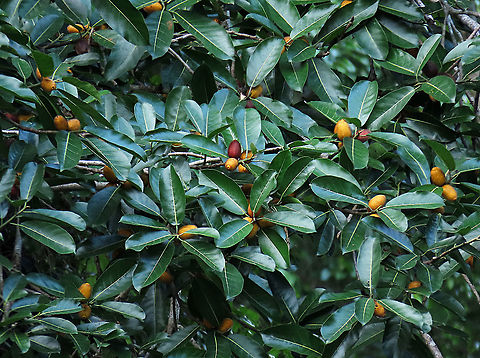 Spiky Fig fruiting Ficus Cucurbitina, the Spiky Fig, is definitely the world's spikiest fig. Many fig fruits are hairy but none has evolved to have really rigid and sharp hairs like this fig. These sharp hairs are strong and sharp enough to pierce a human skin. Probably evolved this way to prevent most mammals from eating it but ideal for canopy birds as they can feed unharmed with their beaks. Fruits ripen light yellow - orange - dark red - maroonish black. These fruits high up in the canopy where the fig tree grows on another host tree. These fruits were growing about 20m high. We were lucky to find it at its fruiting apex, and after several days, the fruit numbers have reduced greatly. 

Watching this fig tree is one of the best experience for my team (1StopBorneo Wildlife). We are trying to find out which is the most beneficial fig species for wildlife and this fig is definitely one of the best. Lots of animals visited it in both day and night. There are always animals every time we visited the tree.
 Ficus Cucurbitina,Geotagged,Malaysia,Summer